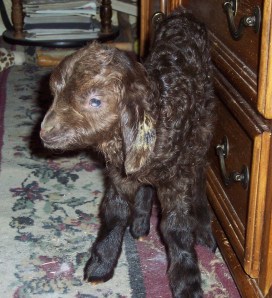 One of Sue Coyle's angora kids